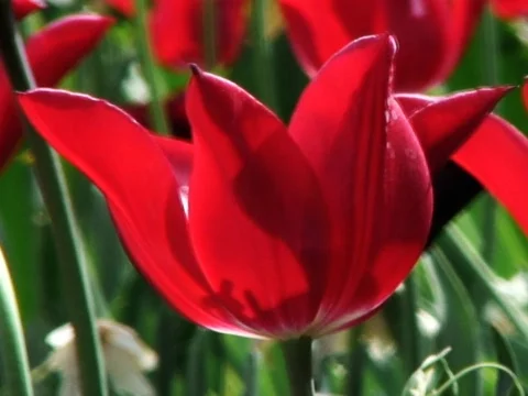 Lovely Flowers 2 Stock Footage 489928