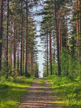 Lovely forest path in the middle of pine forest. Stock Photos