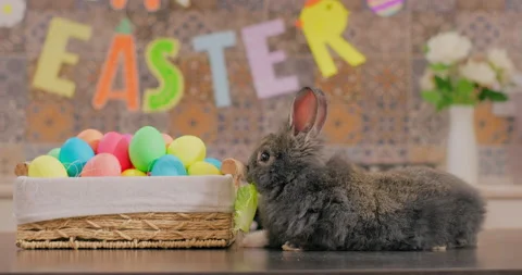 Lovely furry bunny easter rabbit eating lettuce in a room decorated for Easter Stock Footage 232055731