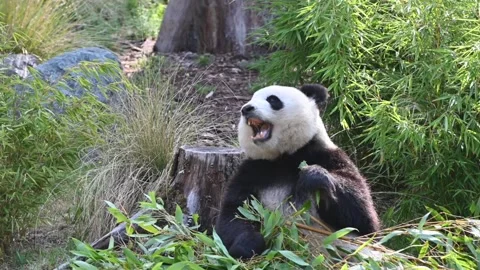 A lovely giant panda bear eats leaves of bamboo Video stock 137900825