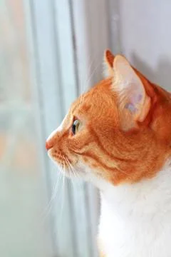 Lovely ginger cat Stock Photos