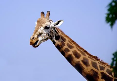 Lovely giraffe portrait Stock Photos