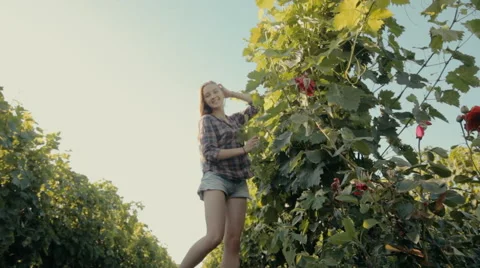 Lovely girl harvests the grape Stock Footage 59381597
