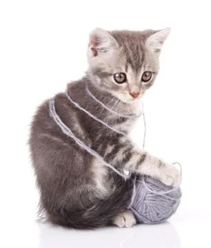 Lovely gray kitten Stock Photos