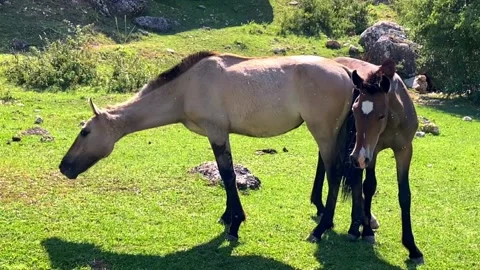 Lovely horse Stock Footage 196179916