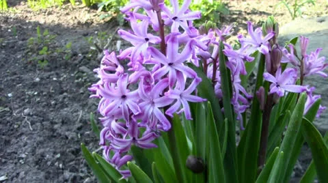 A lovely hyacinth Stock Footage 24695804