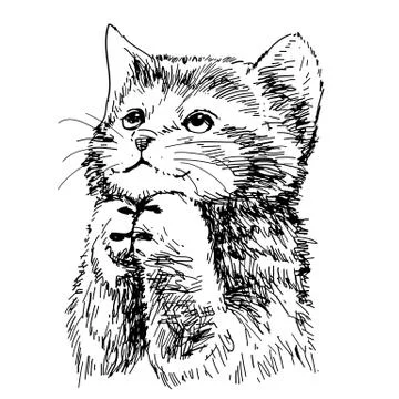 Lovely kitten hand drawn vector Stock Illustration