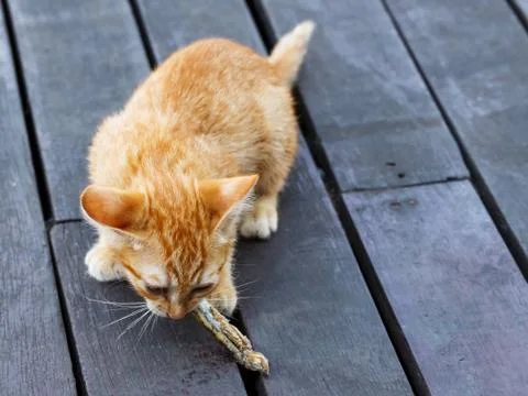 Lovely kitten Stock Photos