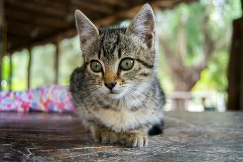 Lovely Kitten Stock Photos