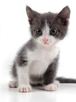 Lovely kitten Stock Photos