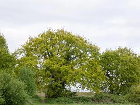 Lovely large tree outside in the spring afternoon in the country Stock Photos