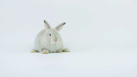 Lovely light gray rabbit sitting and running outside the scene. Stock Footage 147089121