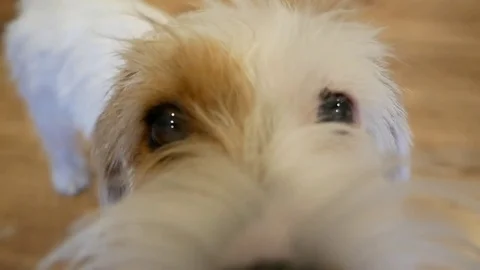 Lovely little dog sniffs the camera. Stockbeeldmateriaal 81597559