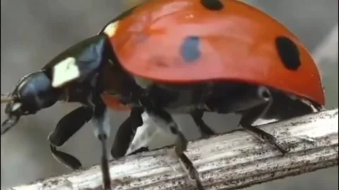 Lovely little insect Stock Footage 203215841