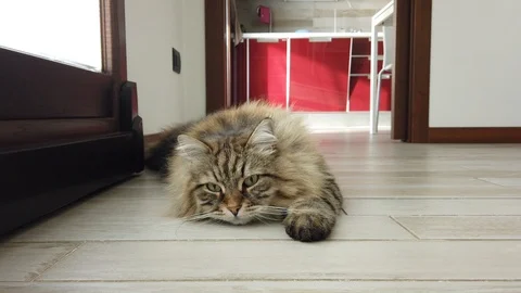 Lovely long haired cat lyign on the floor, siberian male Vídeo Stock 123671519
