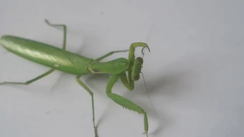 Lovely mantis crawling Stock Footage 70607207