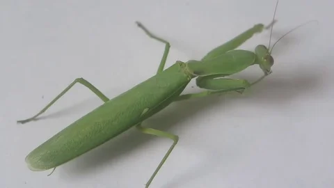 Lovely mantis Stock Footage 70607233