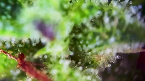 Lovely Microscopic view showing milky cannabis trichomes. Stock Footage 345338775
