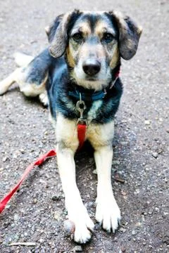 Lovely mixed breed dog with red leash having tumor on front paw, animal suffe Stock Photos