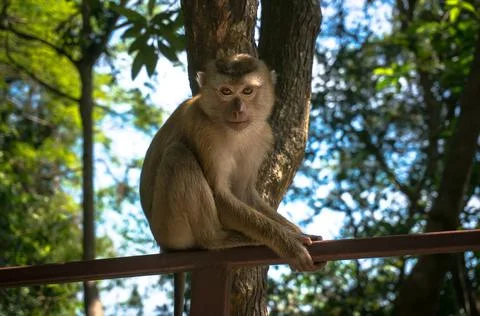 Lovely monkey sitting Stock Photos