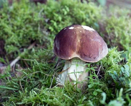 Lovely mushroom Stock Photos