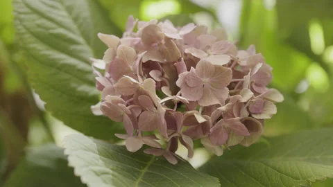 Lovely oink flower of hydrangea Video stock 341786560