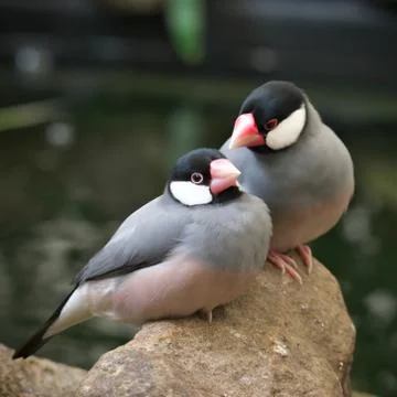 Lovely pair of grey java sparrow birds perched on the stones Stock Photos
