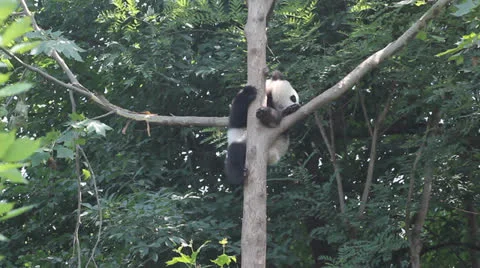 Lovely panda on the tree Stock Footage 24772794