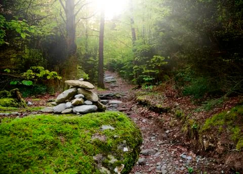 Lovely path into the forest. Landscape Fotos de archivo