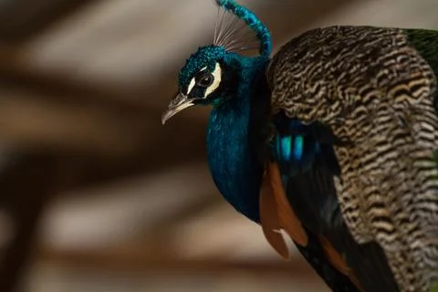 Lovely Peacock Stock Photos