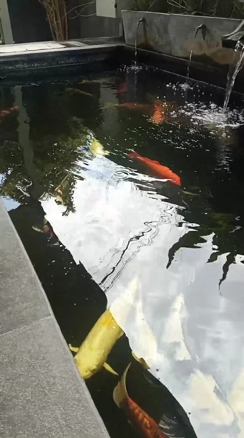 Lovely pet fish Stock Footage 171759919