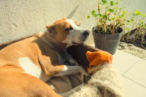 Lovely pet Stock-Fotos