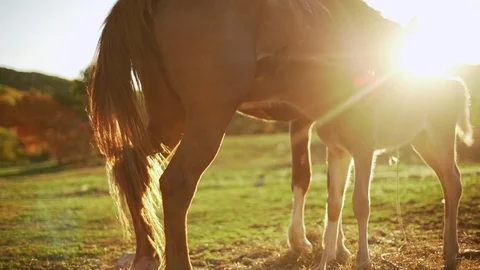 Lovely picture in slow motion of sunlit brown foal sucking milk from mother Stock Footage