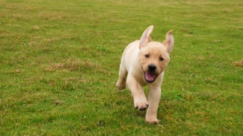 Lovely puppy Labrador running to the camera on the lawn, 4k Stock Footage