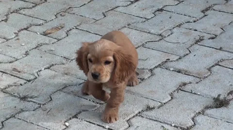 Lovely puppy Spaniel Stock Footage 25606991