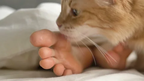 Lovely red cat licks bare sole of person lying in large bed Vidéo 147978244