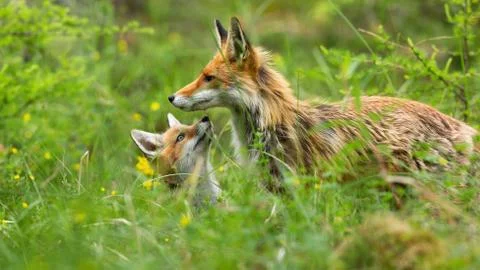 Lovely red fox cub hiding below mother and sniffing with little nose in forest Stock Photos