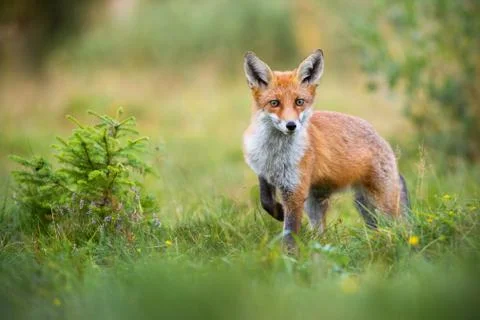 Lovely red fox facing camera with adorable eyes in green summer nature Stock Photos