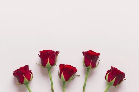 Lovely red roses composition Foto stock