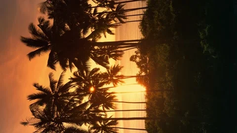 Lovely red sunset view of the palm trees and the sea, a beam of light shines Stock Footage 229865404