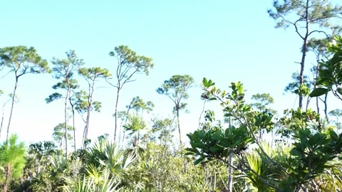A lovely scene of greenery with small and large trees, featuring many different Stock Footage 327462147