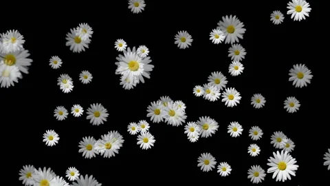 Lovely сhamomile . Stock Footage 134889220