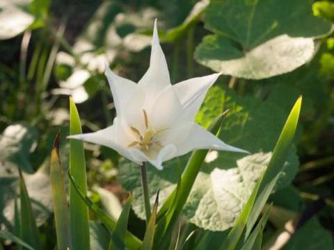 The Lovely Shape of a Spring Time White Plant Stock Photos