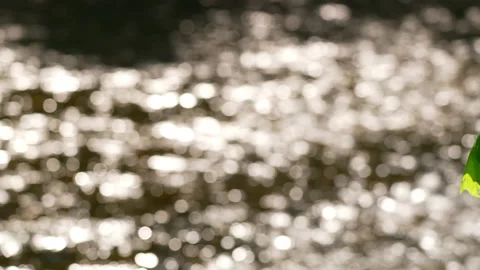 Lovely smooth pan from maple leaves to shining running river. Stock Footage 144459757