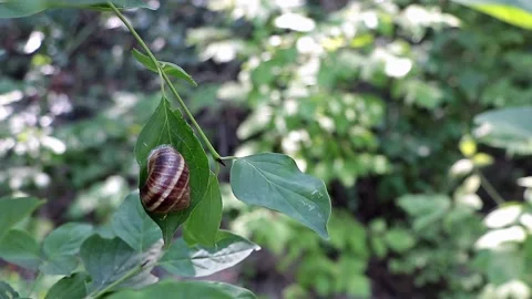A lovely Snail sleeping on the leaves of a tree - the wind is blowing slowly Stock-Footage 200400025