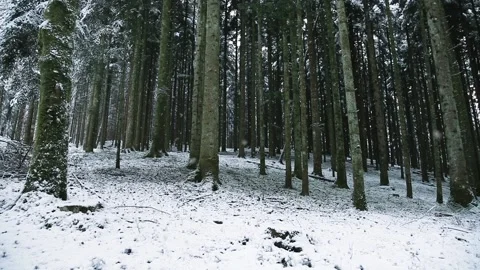 Lovely snowfall in the forest Stock Footage 231415456