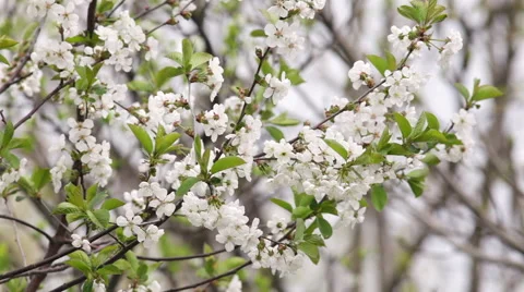 Lovely spring background with blossoming branches of white cherry tree. 動画素材 49482667