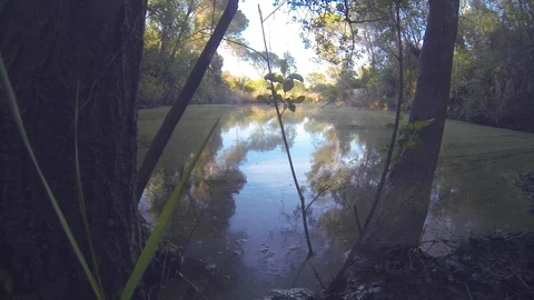 Lovely spring pond with green pollen that colored water and birds singing Stock Footage 107281179