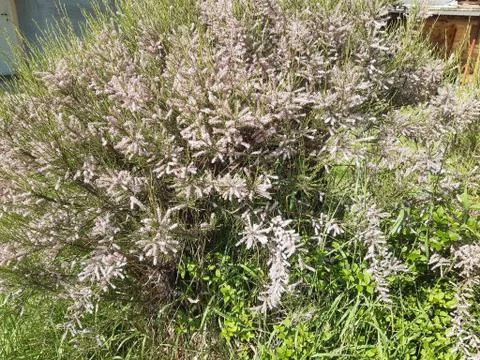 Lovely Spring Shrubs Stock Photos