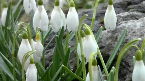 Lovely spring snowdrops Stock Footage 22743828